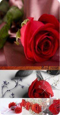 Stock Photo:   (Red rose)