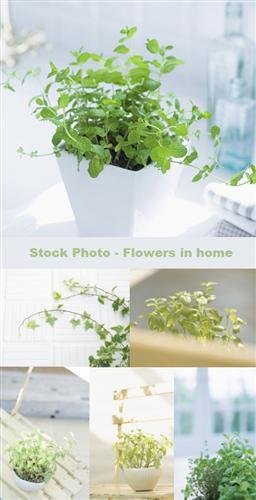 Stock Photo -    (flowers in home)