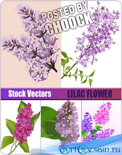 Stock Vector: Illustration with lilac flower |    