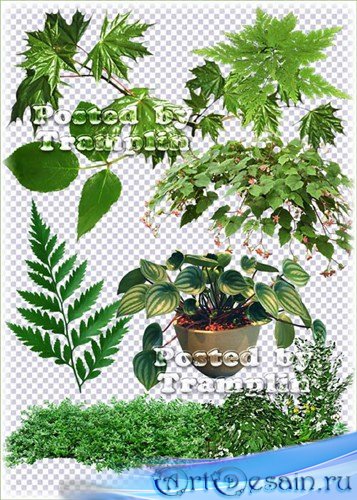 Зеленые листья, веточки, цветы в горшках - Клипарт на прозрачном фоне в Png
