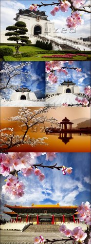     / Sakura postcard for adv or others purpose u ...