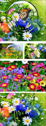    / Bright flowers with a butterfly on a lawn - Stock p ...
