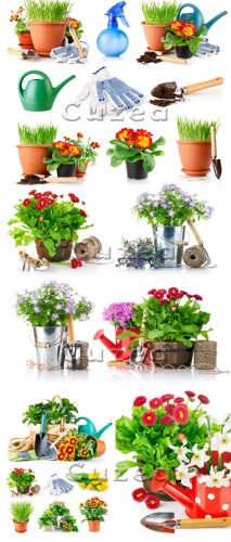 Stock photo -      /  Spring flowers a ...