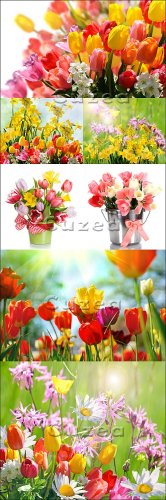 Stock photo -  /  spring beautiful tulips
