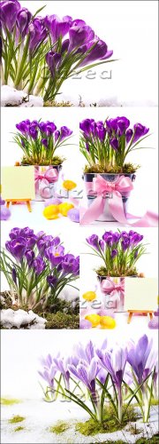 Stock photo -    / Spring flowers with ribbon