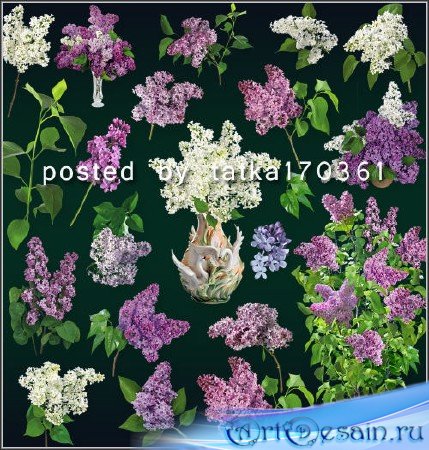 Цветочный клипарт для фотошопа - Сирень, ветки и цветы сирени