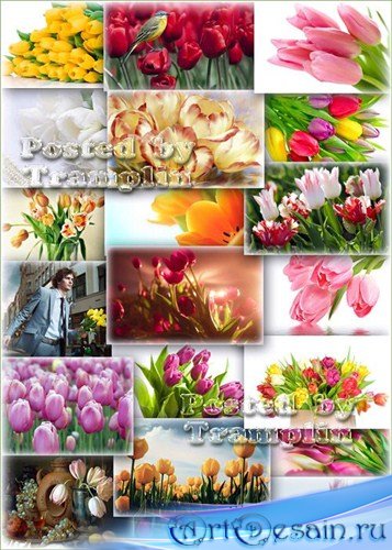 Тюльпаны – Весенний клипарт - фоны