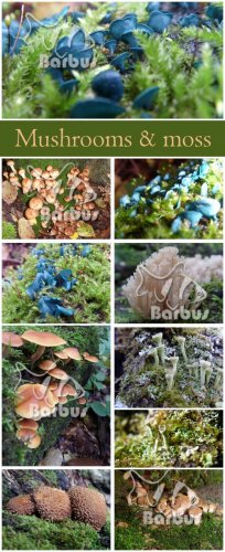 Mushrooms and moss /    - photo stock