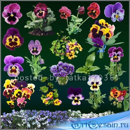Цветочный клипарт для фотошопа - Яркие цветочки анютины глазки