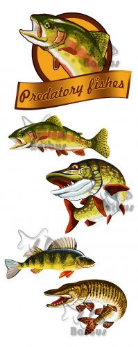 Predatory fishes /   - Vector stock