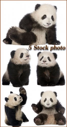 Панда, бамбуковый медведь - растровый клипарт