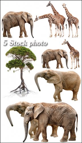 Слоны, жирафы, африканское дерево - растровый клипарт 