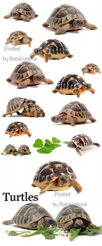  / Turtles - Stock photo