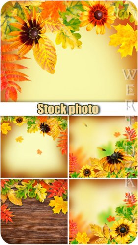   / Autumn backgrounds, flowers and yellow autumn leaves - Raste ...