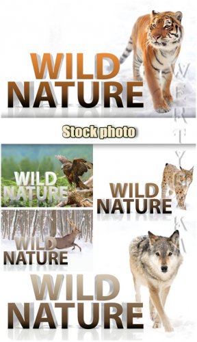  , , , , ,  / Wild nature, tiger, wolf, lynx, eagle, deer - Raster clipart