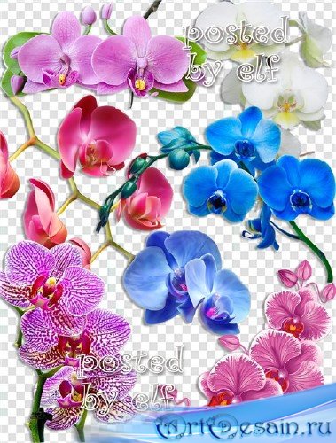 Орхидеи на прозрачном фоне