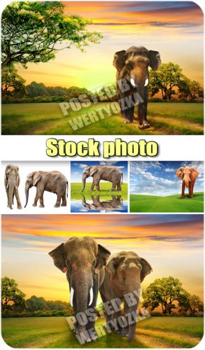     / Elephants and wonderful scenery - stock photos