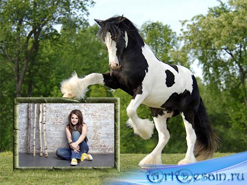Фоторамка psd - Бело-черная лошадь и ваше фото