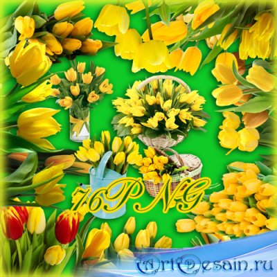Клипарт - Жёлтые тюльпаны
