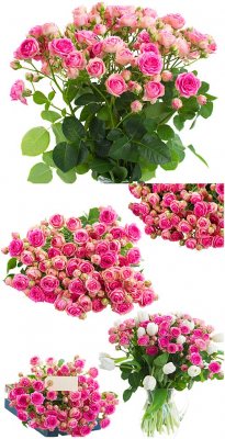 ,   / Roses, bouquets of flowers - Stock Photo
