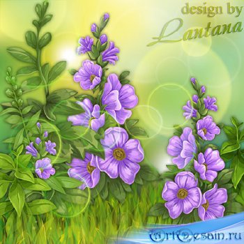 PSD исходник - Весенние цветы лесные, загадочные голубые