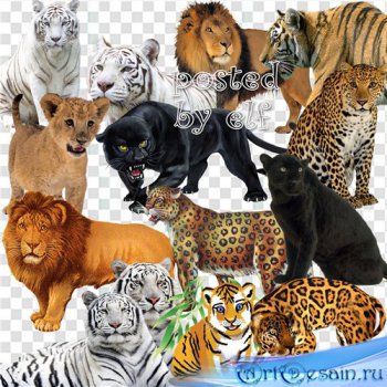 Клипарт - Пантеры, тигры, львы , леопарды