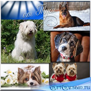 Собаки разных пород - для любви и для защиты - Клипарт