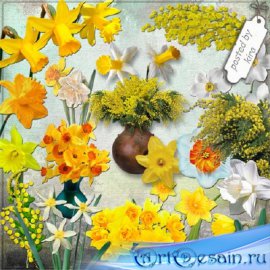 Клипарт цветочный - Нарциссы и мимозы на прозрачном фоне