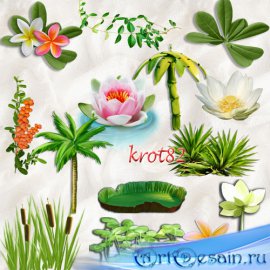 Морской, летний клипарт на прозрачном фоне – Кувшинки, лотос, пальмы, расте ...