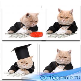   / Cat businessman