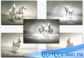  Beautiful white horse / Красивая белая лошадь
