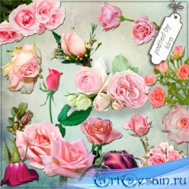 Клипарт - Розовые розы в png