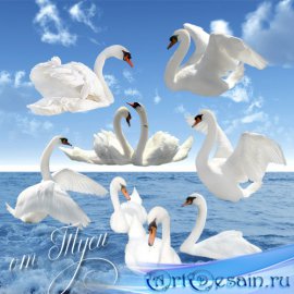 Клипарт - Белые лебеди