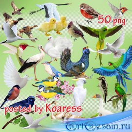 Png клипарт - Разнообразные птицы на прозрачном фоне