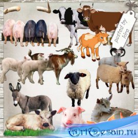Клипарт - Коровы, козы, свиньи и другие домашние животные в PNG