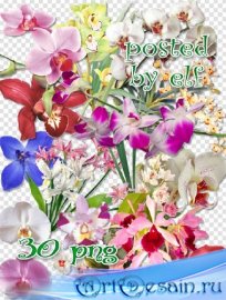 Клипарт в png - Прекрасные орхидеи 2