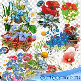  Полевые цветы - Незабудки, маки, ромашки в PNG