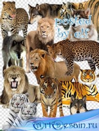 PNG клипарт - Волки, львы, тигры, леопарды